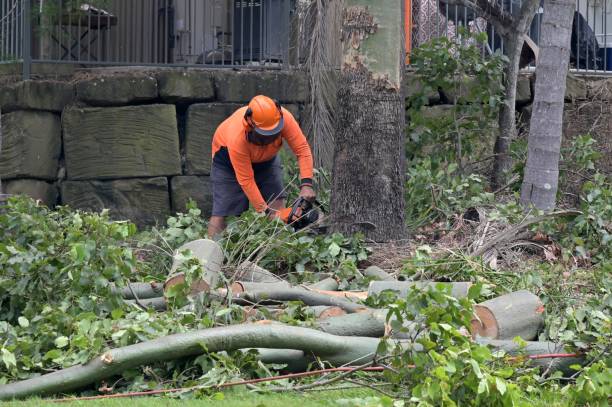 Best Commercial Tree Services  in Scottsburg, IN